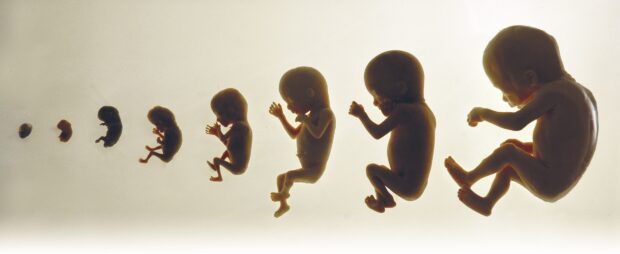 Die Entwicklung vom Embryo zum Baby.